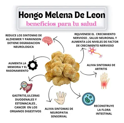 VIDANOVA Melena de León Fortificada – Apoyo Cognitivo y Energía Mental 🧠🧠