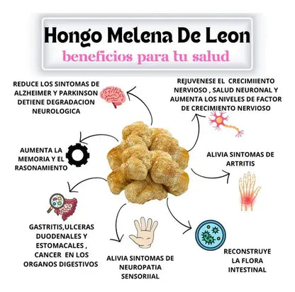 VIDANOVA Melena de León Fortificada – Apoyo Cognitivo y Energía Mental 🧠🧠