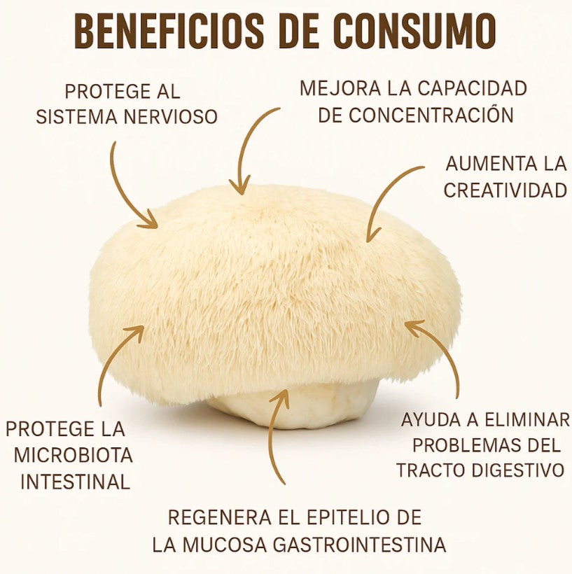 VIDANOVA Melena de León Fortificada – Apoyo Cognitivo y Energía Mental 🧠🧠